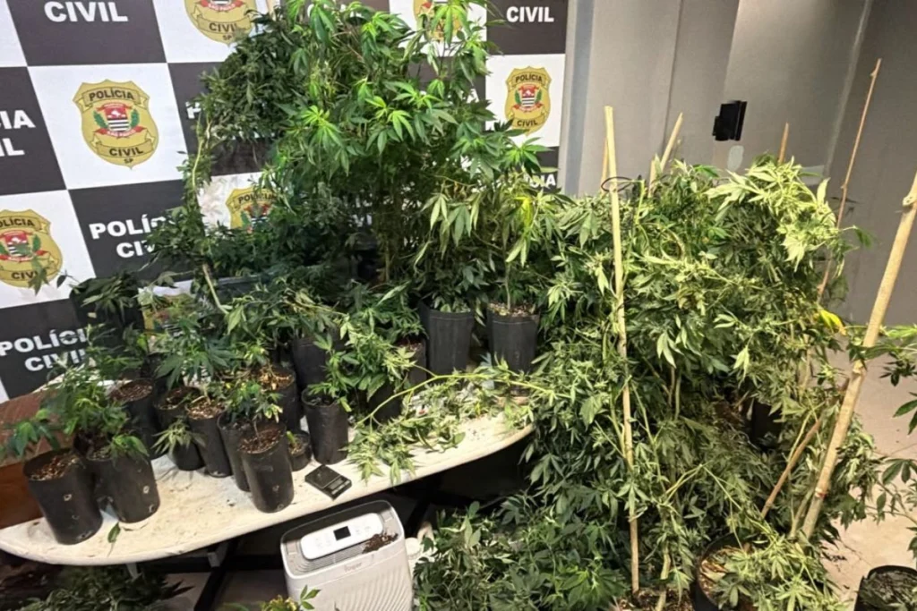 Funcionário é detido por cultivar maconha em borracharia de São Vicente