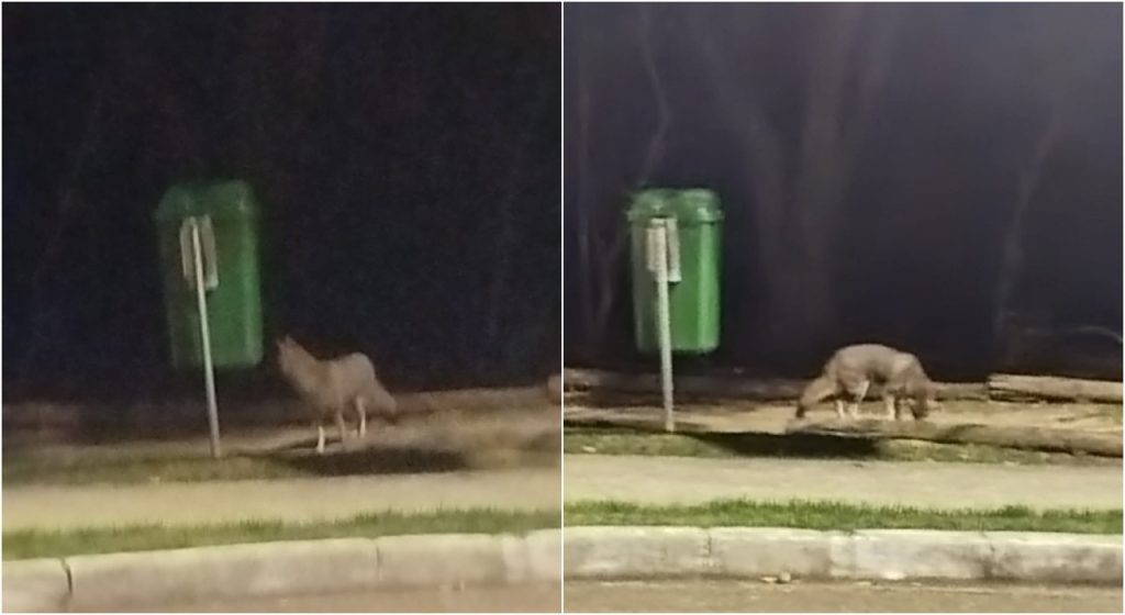 Raposa surpreende moradores ao caminhar em calçada na Zona Norte de Sorocaba