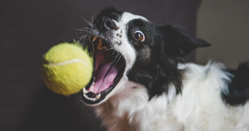 o que fazer em caso de emergência com meu pet