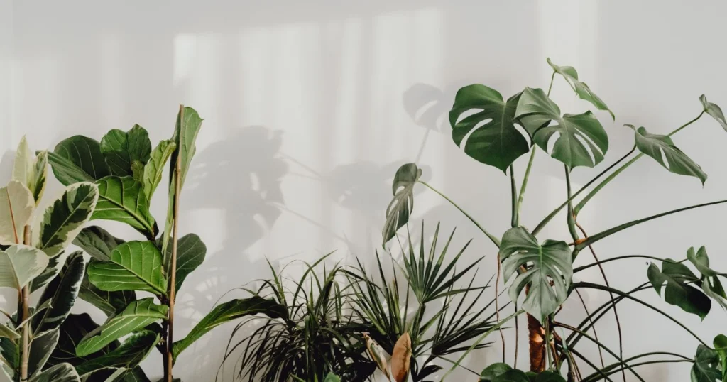Guias de Plantas para Interiores: Dicas de Decoração e Organização guias de plantas para interiores