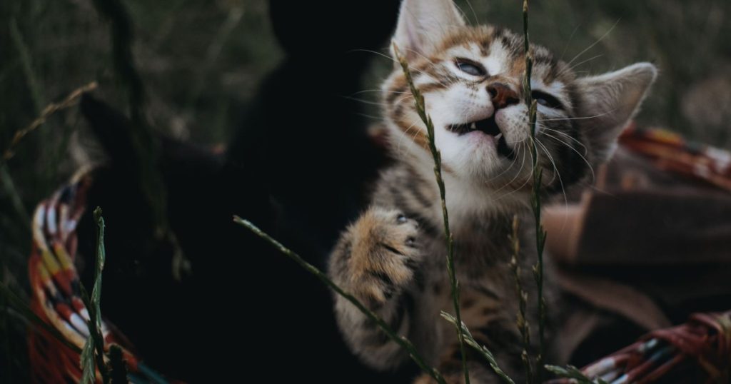 Como Estimular o Comportamento Natural do Gato de Forma Eficiente como estimular o comportamento natural do gato