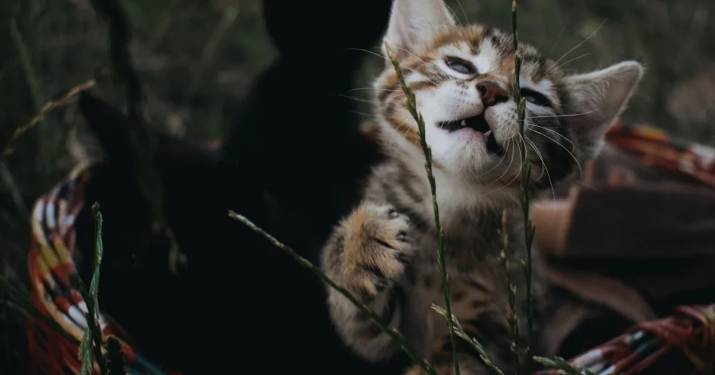 como estimular o comportamento natural do gato