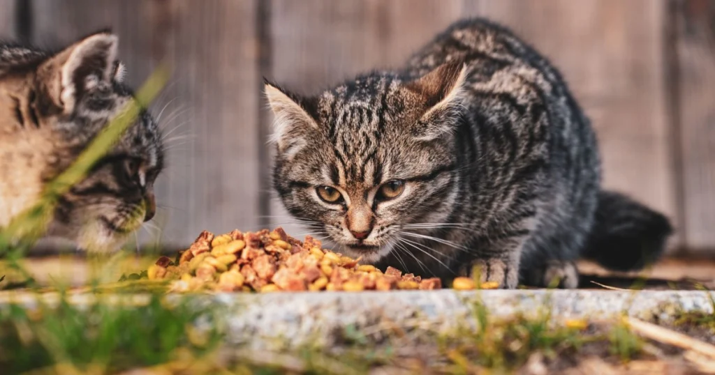 O que fazer se meu gato não come ração: Dicas essenciais o que fazer se meu gato não come ração