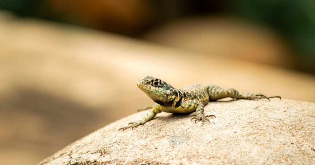 Curiosidades Fascinantes sobre a Biodiversidade Brasileira curiosidades sobre a biodiversidade brasileira