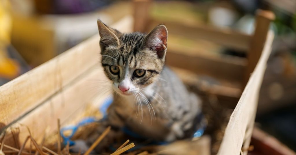Dicas para Treinar o Gato a Usar Caixa de Areia com Sucesso dicas para treinar o gato a usar caixa de areia