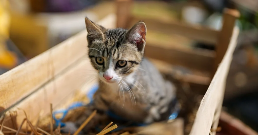 Dicas para Treinar o Gato a Usar Caixa de Areia com Sucesso dicas para treinar o gato a usar caixa de areia