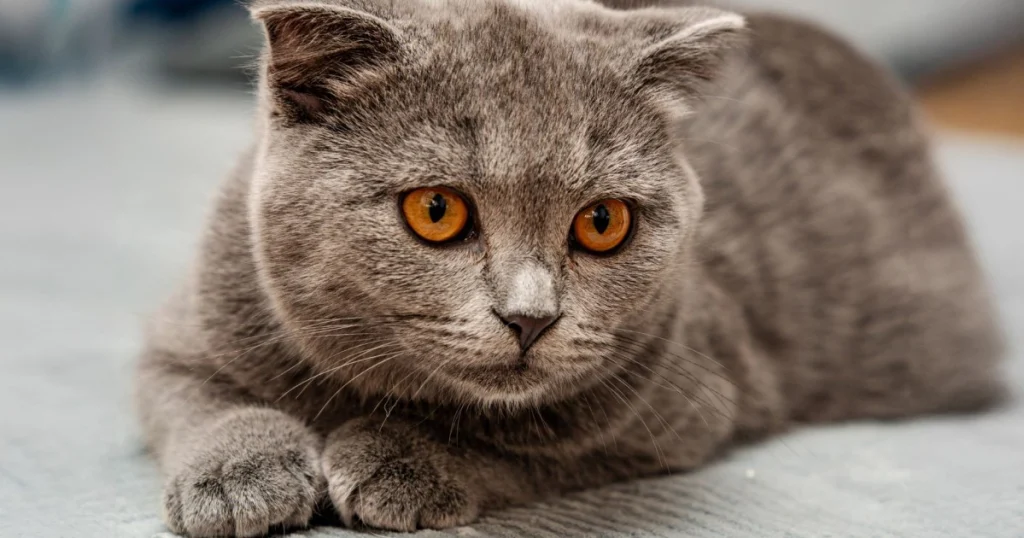 melhores raças de gatos para família com crianças