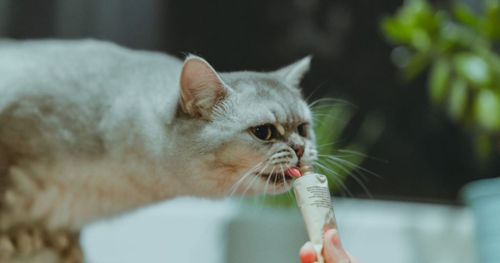 Dicas Incríveis de Como Fazer Petiscos Saudáveis para Gatos dicas de como fazer petiscos saudáveis para gatos