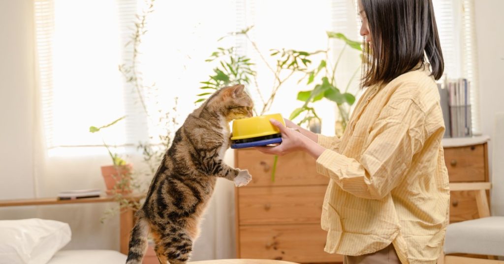 dicas para leitores de ração de gatos exigentes