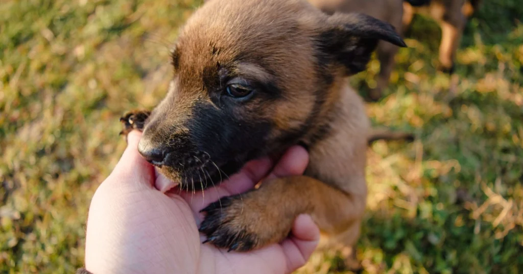 Cuidados Essenciais para Filhotes de Cachorro: Guia Completo os cuidados essenciais para filhotes de cachorro