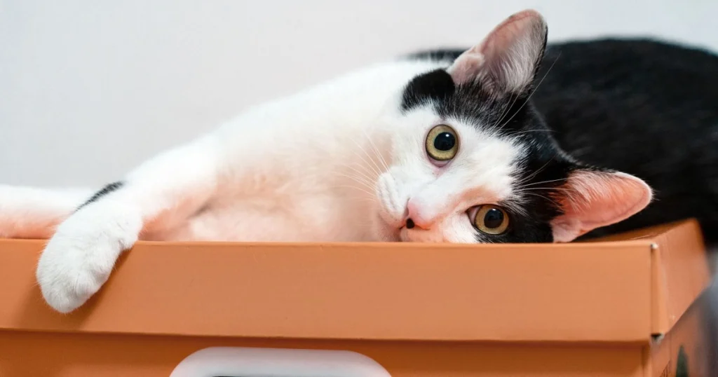 como treinar o gato a usar caixa de areia