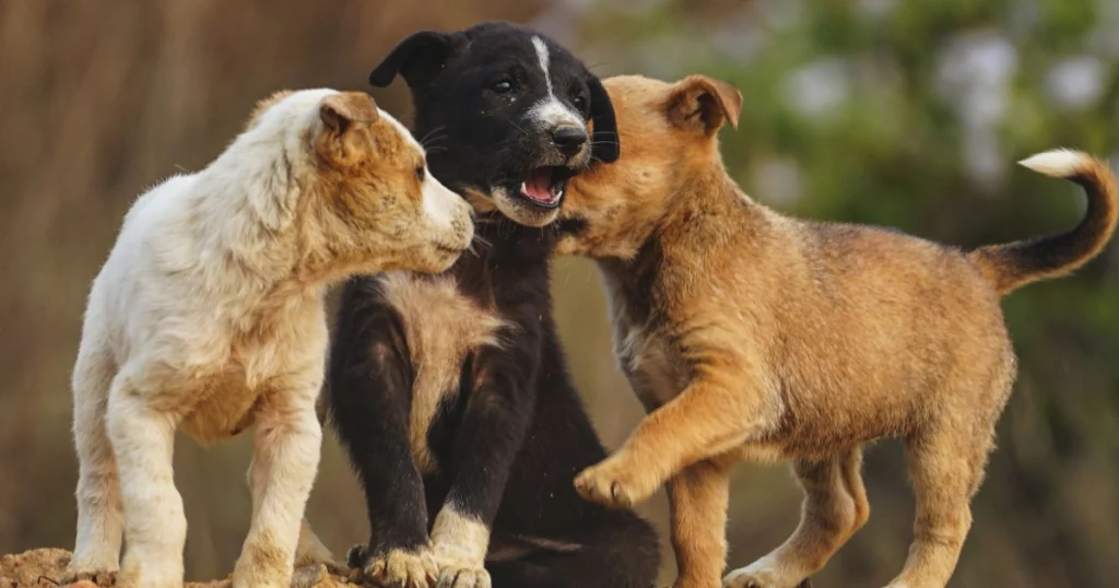 dicas para socializar cães filhotes com outros animais
