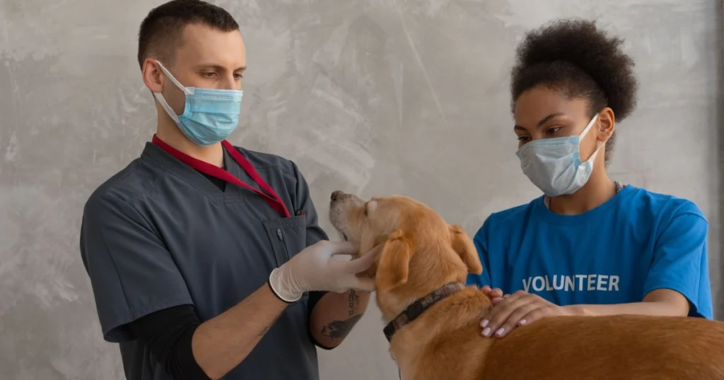 Como Fazer um Check-up de Saúde para Seu Pet e Garantir Bem-Estar como fazer um check-up de saúde para seu pet