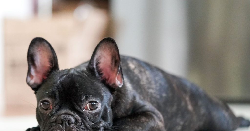 melhores alimentos para cães com alergias