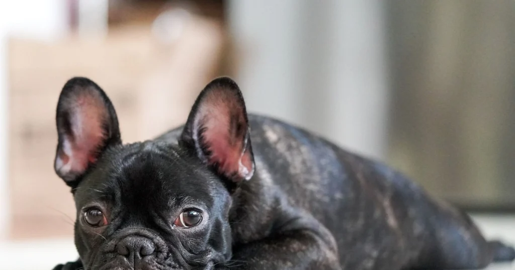 Melhores Alimentos para Cães com Alergias: Guia Completo melhores alimentos para cães com alergias