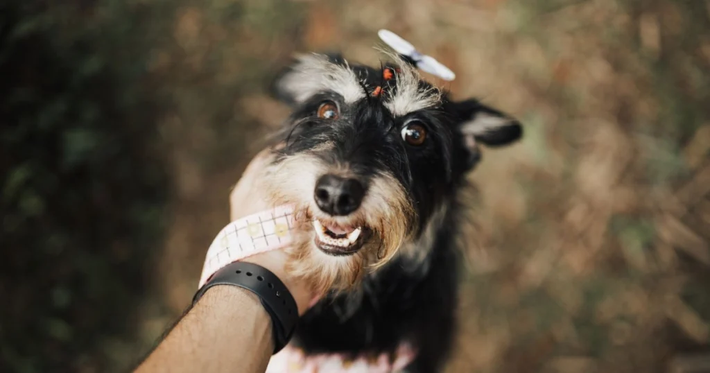melhores dicas para manter a saúde dental do cachorro