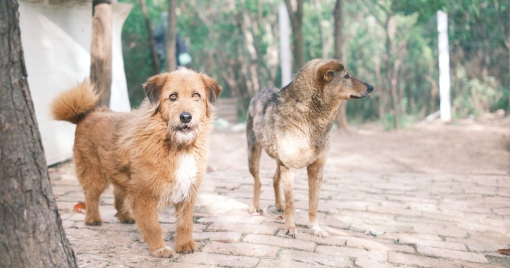 Dirofilariose em Cães: O Que é e Como Tratar o que é e como tratar a dirofilariose em cães