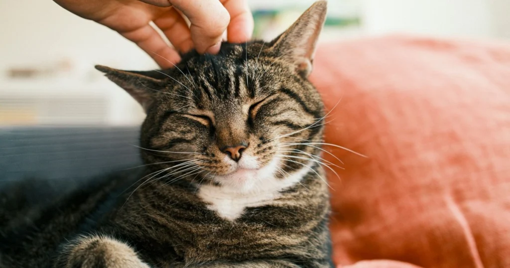 Como evitar que o gato arranhe o sofá: Dicas práticas e eficazes como evitar que o gato arranhe o sofá