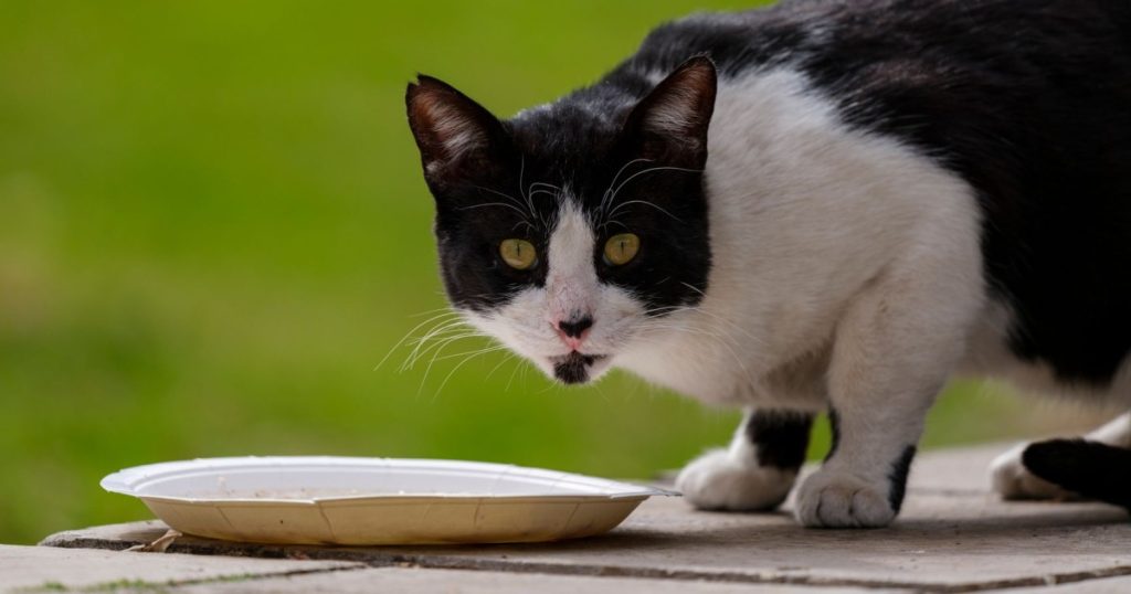 dicas para ajudar o pet a perder peso de forma saudável