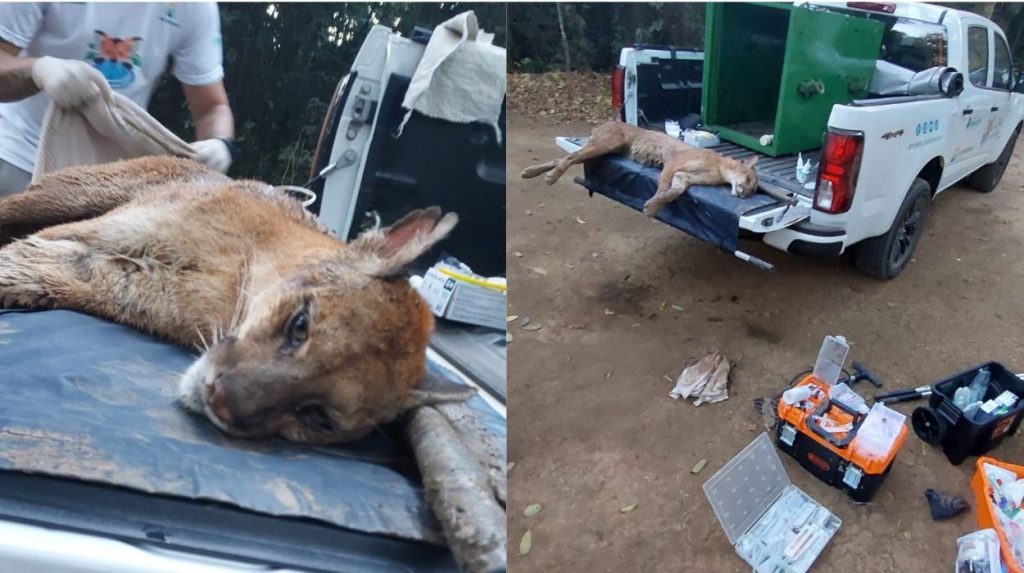 Onça-parda ferida por tiro é resgatada em operação no interior de SP