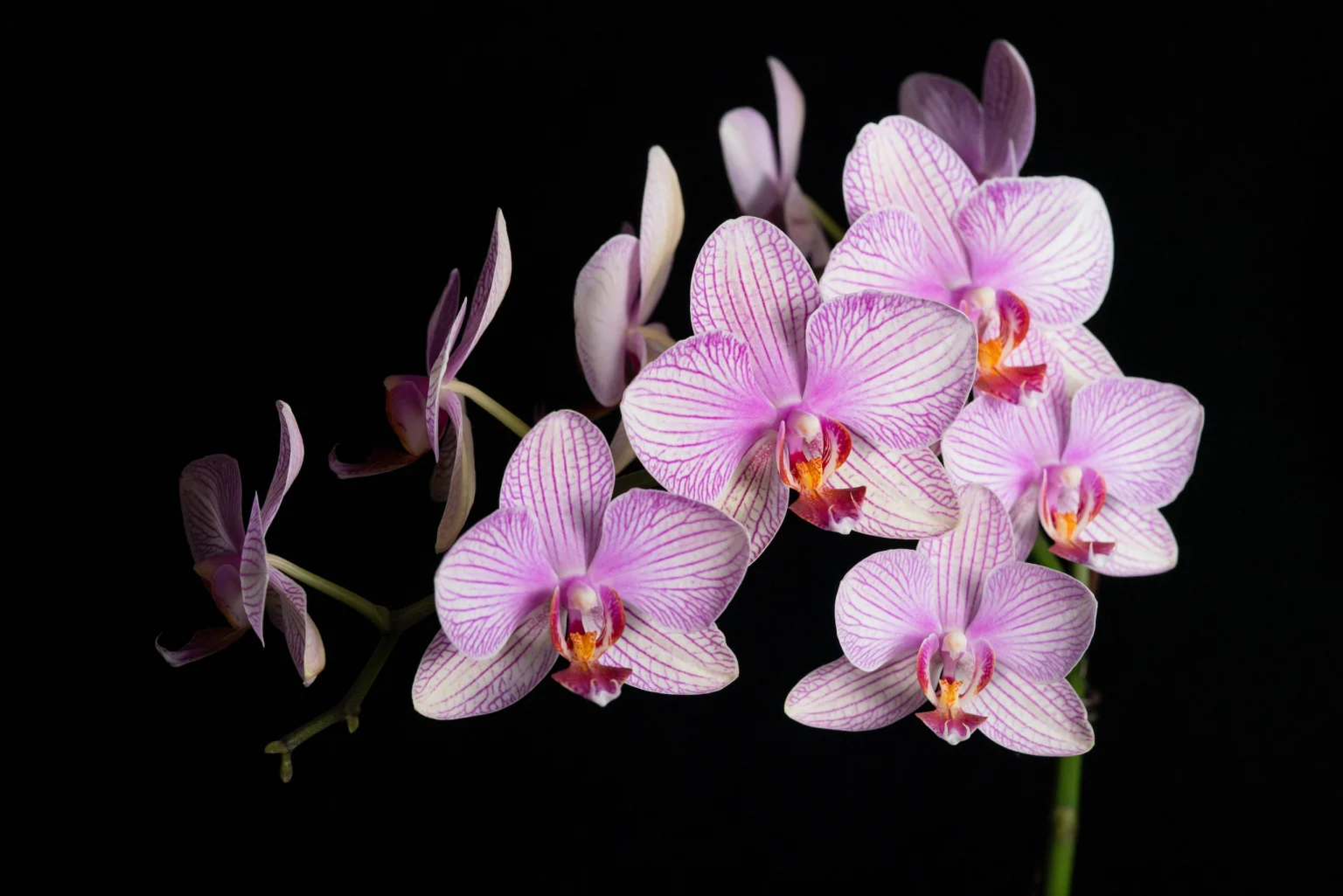 Como Revitalizar uma Orquídea com Folhas e Raízes Secas ou Murchas
