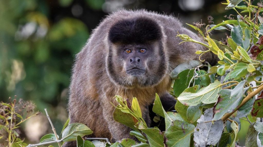 Macacos-prego ampliam dieta com pequenos vertebrados em períodos de escassez de frutos, revela estudo