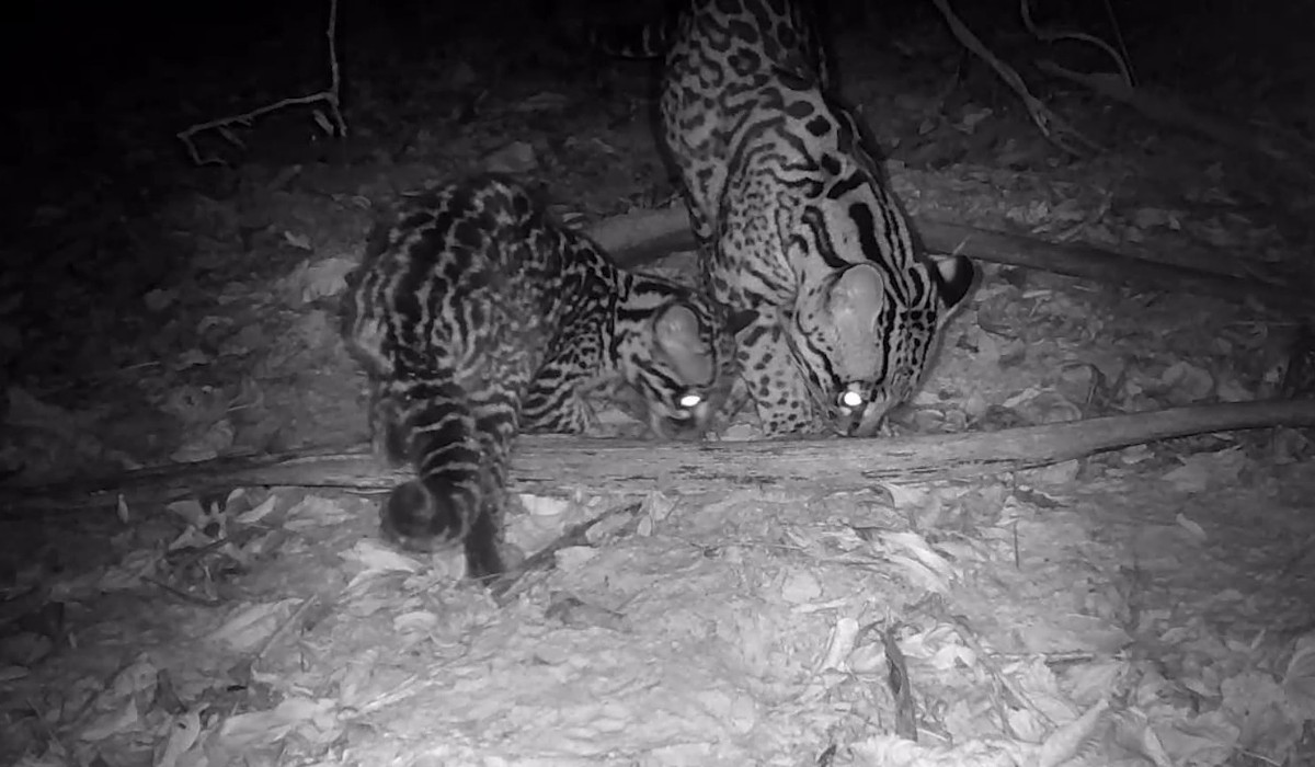 Câmera flagra rara aparição de jaguatiricas em bosque de Águas de São Pedro