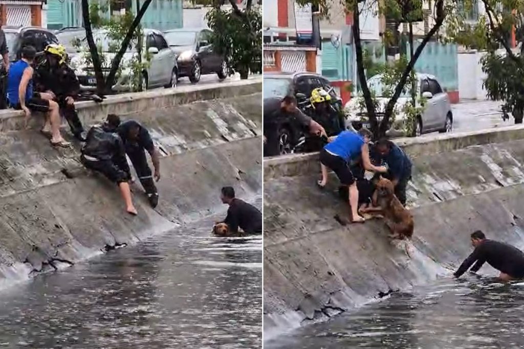 Corrente humana salva cachorro em canal no litoral de SP: a solidariedade em ação