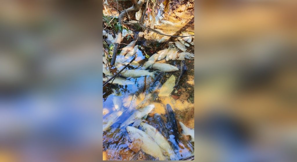 Peixes mortos são encontrados em trecho do Rio Tietê em Salto após fenômeno da água preta