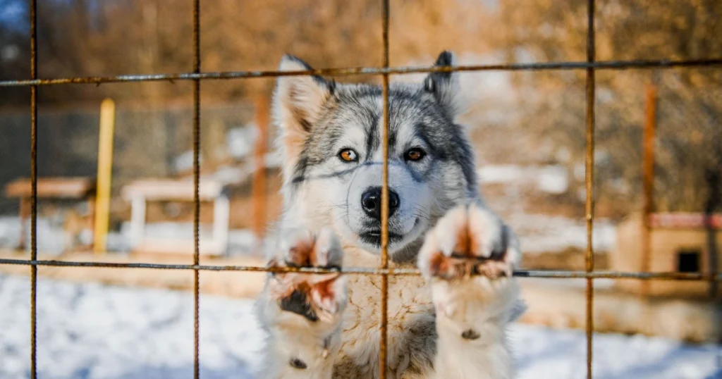 dicas para proteger meu pet do frio intenso