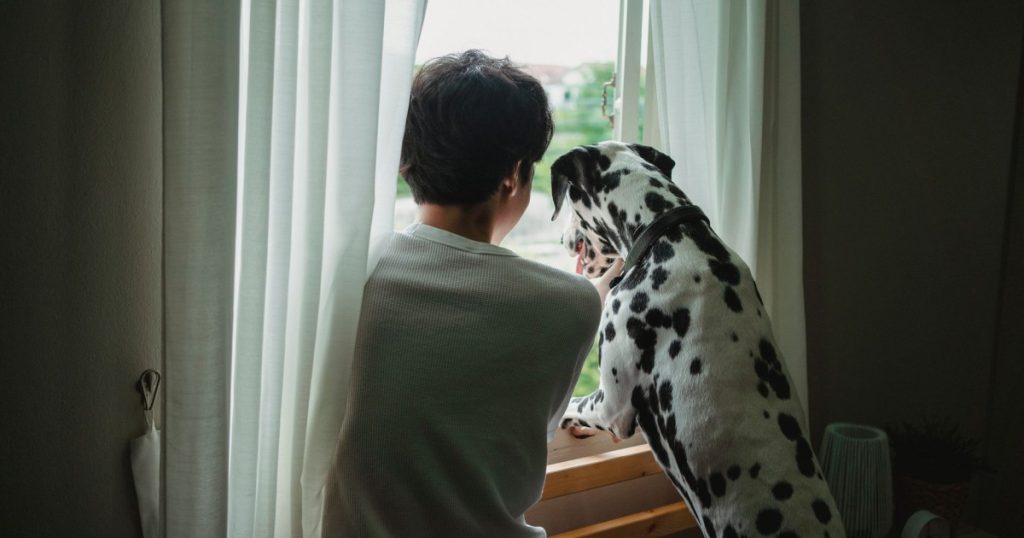 Como lidar com a ansiedade de separação em cães: Guia Completo como lidar com a ansiedade de separação em cães