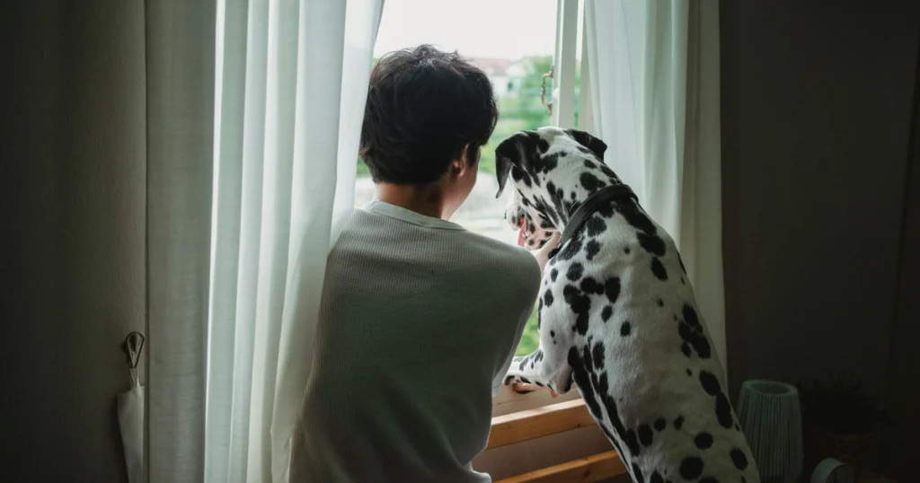 Como lidar com a ansiedade de separação em cães: Guia Completo como lidar com a ansiedade de separação em cães