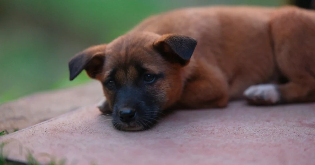 como identificar e tratar vermes em cães e gatos