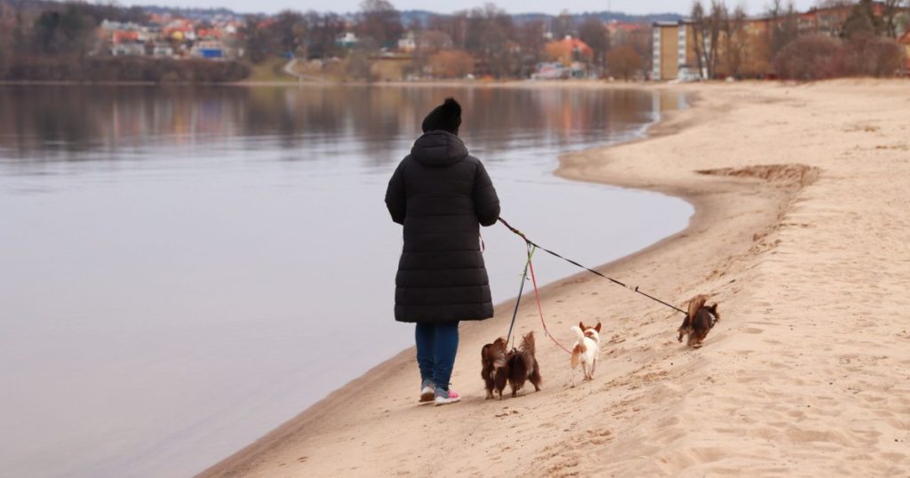 Como fazer um passeio seguro com o cachorro: dicas essenciais como fazer um passeio seguro com o cachorro