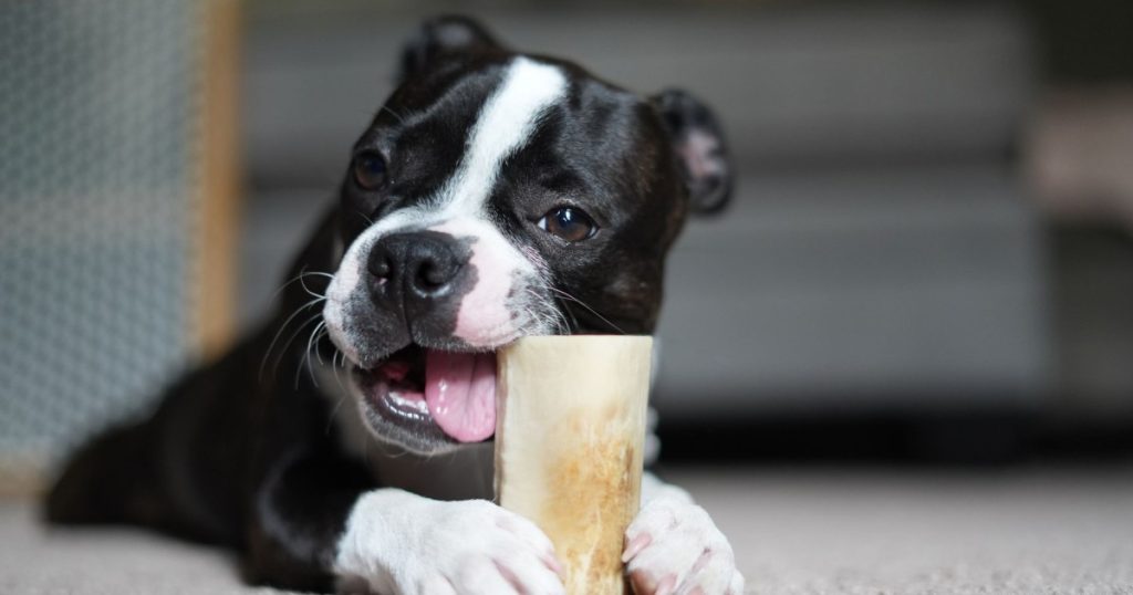 como evitar que o cachorro destrua a casa