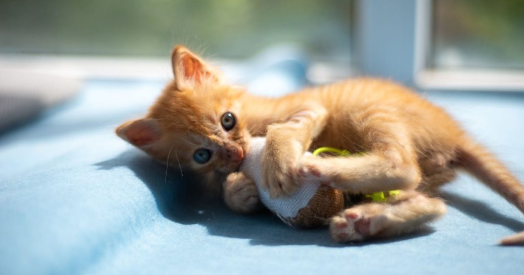 Dicas para Manter a Saúde Dental do Gato em Dia dicas para manter a saúde dental do gato