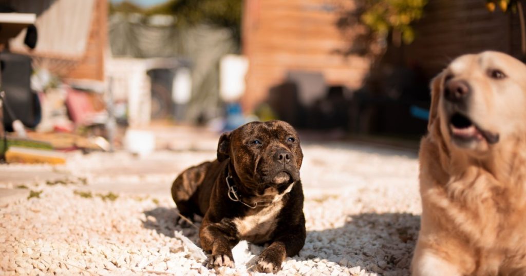 Como Cuidar da Pele do Seu Cão no Verão: Dicas Práticas como cuidar da pele do seu cão no verão