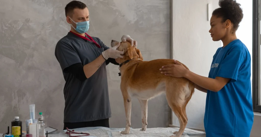 O que levar na consulta veterinária para o pet: Guia Completo o que levar na consulta veterinária para o pet