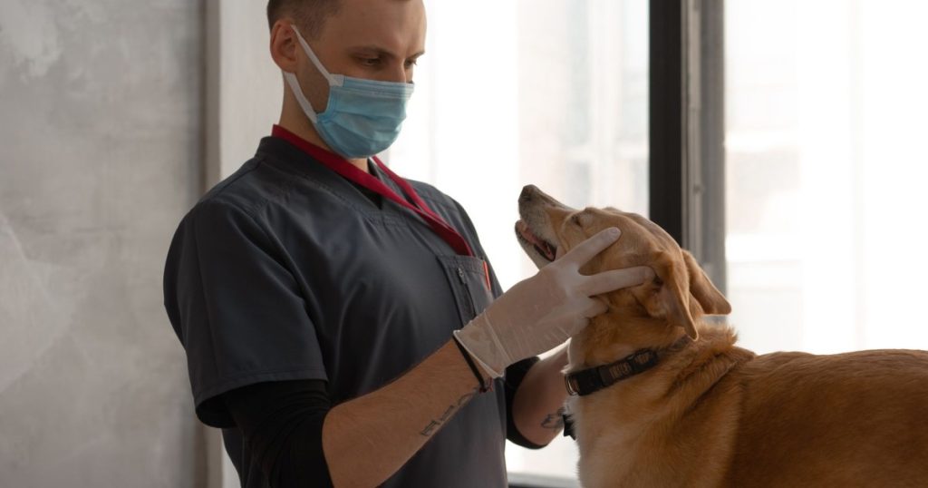 dicas para escolher o veterinário ideal