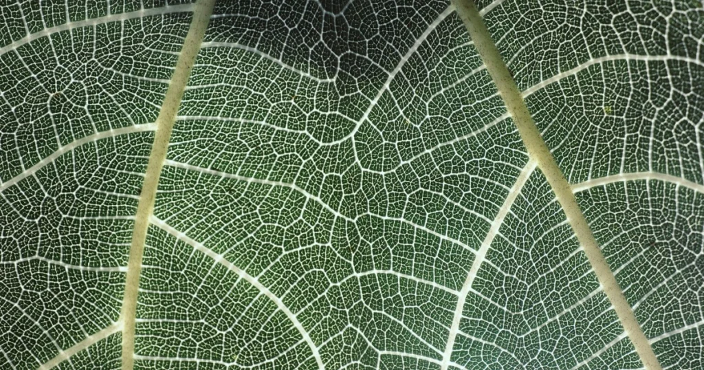 como a natureza inspira a ciência