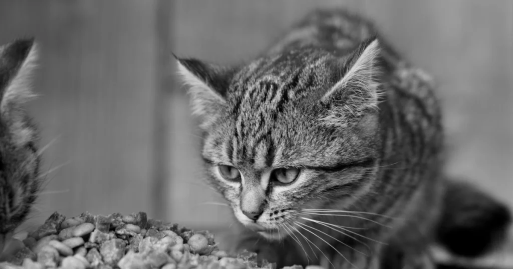 melhores práticas para a alimentação natural de gatos
