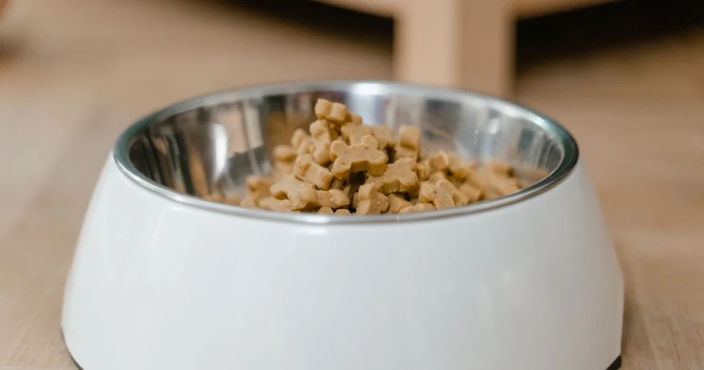 o que observar na dieta do seu animal de estimação