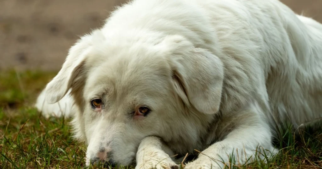 Como o Estresse Afeta a Saúde do Seu Pet e Como Minimizar como o estresse afeta a saúde do seu pet