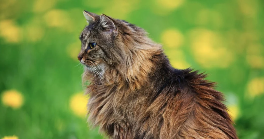 as melhores raças de gatos para quem tem crianças