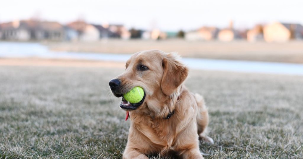 melhores brinquedos interativos para cães