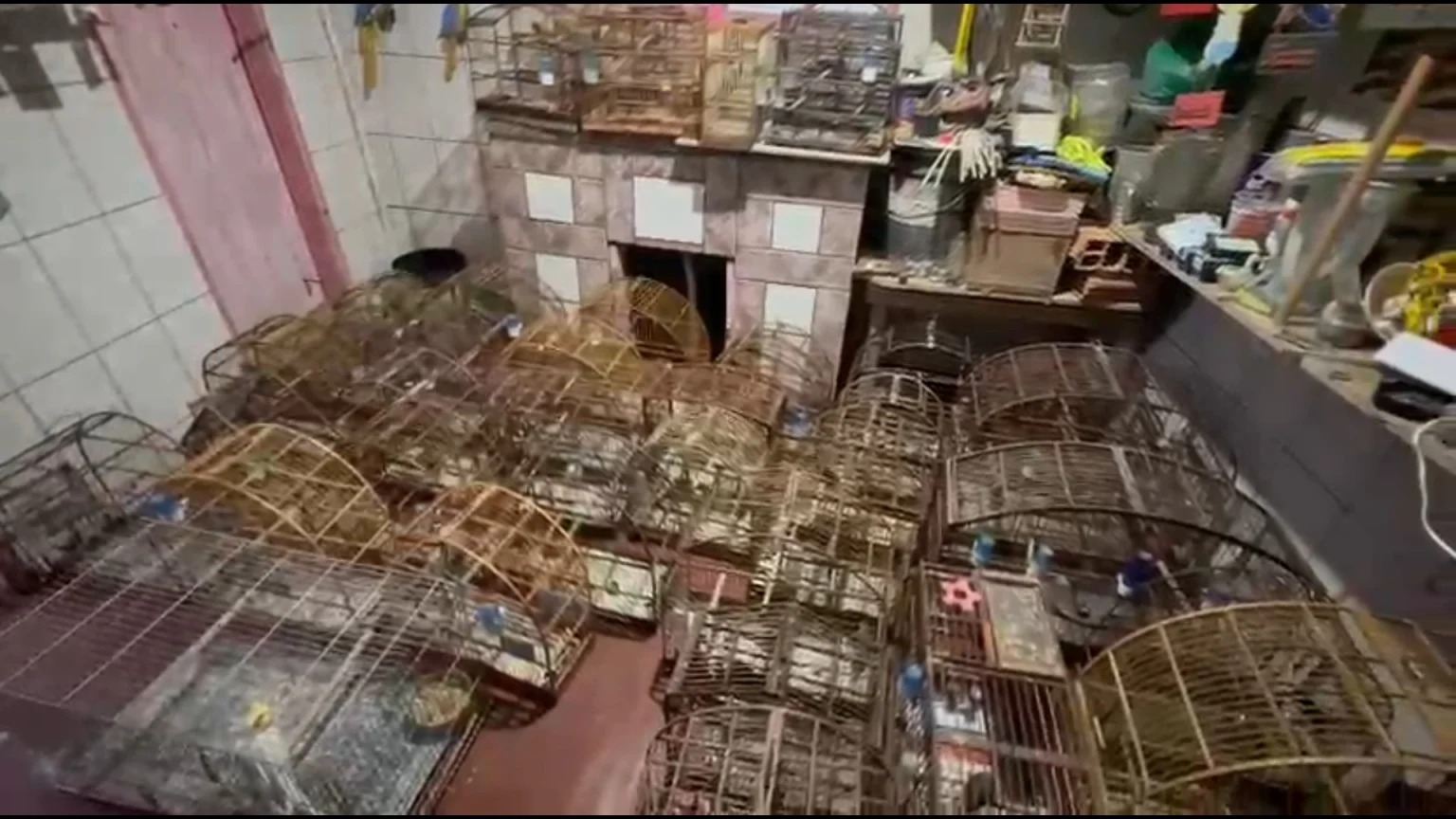 GCM resgata 56 aves em condições precárias em Santa Isabel