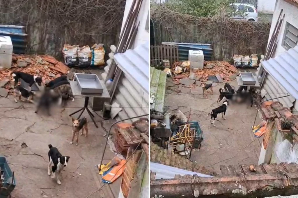 Homem é detido por maus-tratos a animais em São Vicente, litoral de SP; cachorros encontrados sem vida