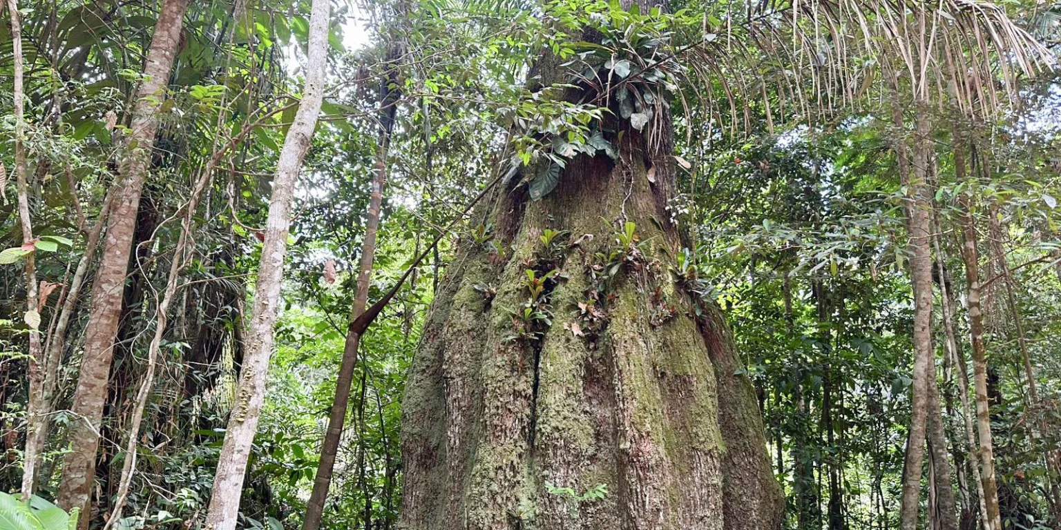 Nova legislatura terá maioria contrária à agenda ambiental, aponta análise