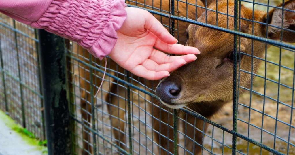 Curiosidades Fascinantes sobre o Cérebro dos Animais curiosidades sobre o cérebro dos animais
