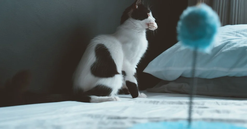 dicas para montar um espaço seguro para gatos